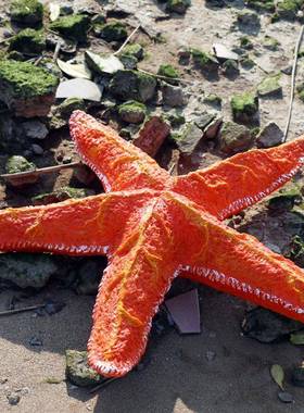 仿真洋动雕塑海大珊瑚贝壳物海星海螺玻璃钢景摆件海洋馆观装LYS