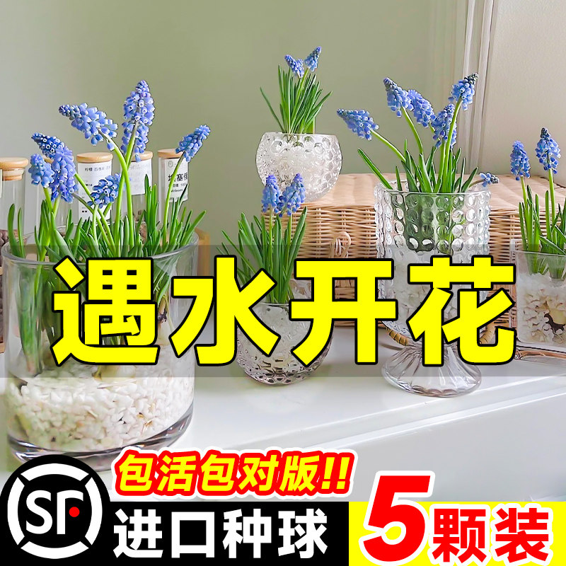 5颗水培葡萄风信子方玻璃瓶套装种球根耐寒植物秋冬花卉水养百合,淘宝优惠券,粉丝福利购,淘宝优惠卷