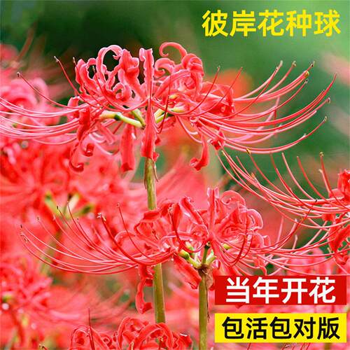 彼岸花种球曼珠沙华花种红花石蒜室内室外植物龙爪花盆栽花卉种子 - 图3