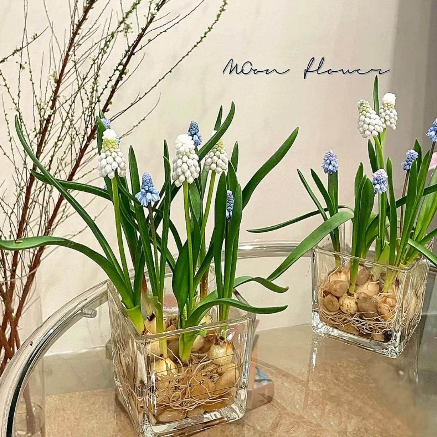 5颗水培葡萄风信子方玻璃瓶套装种球根耐寒植物秋冬花卉水养百合,淘宝优惠券,粉丝福利购,淘宝优惠卷