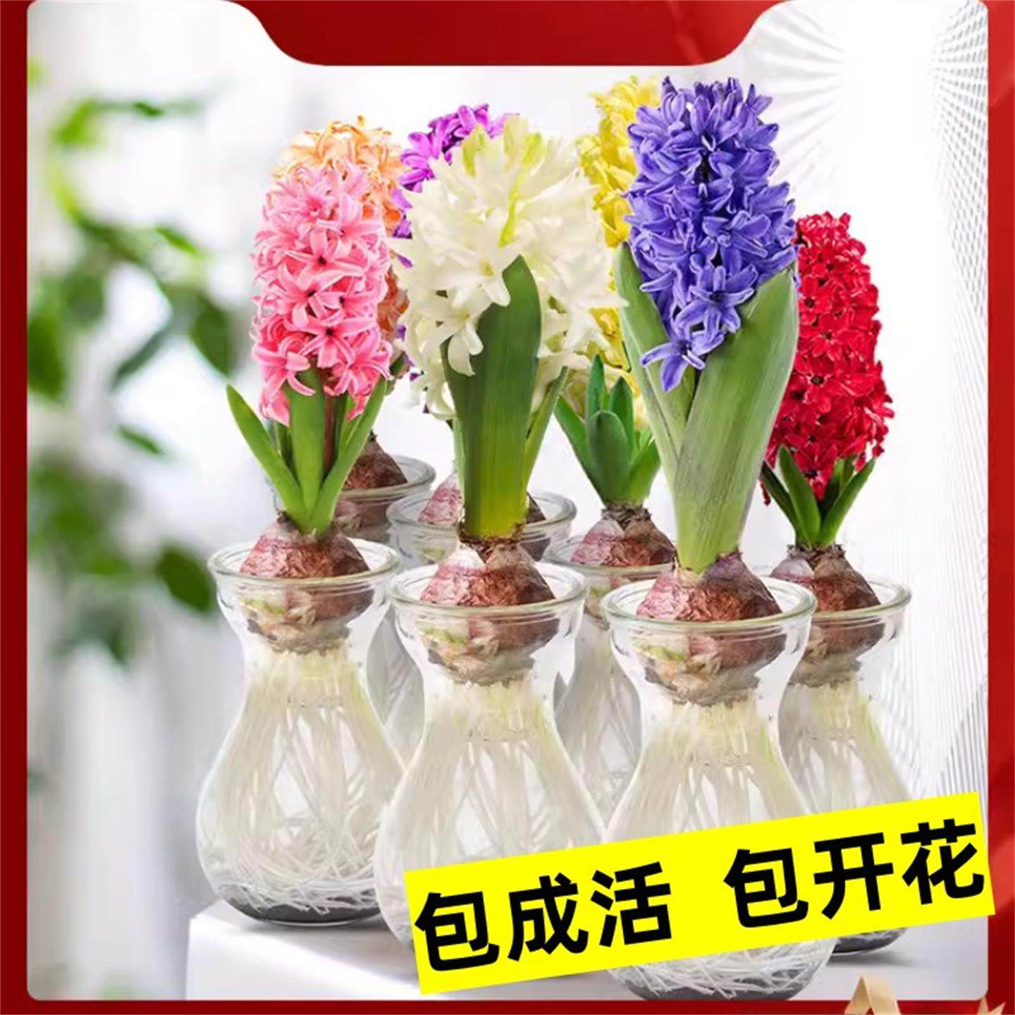 风信子种球水培套装荷兰进口四季水养花卉植物土培盆栽郁金香种子,淘宝优惠券,粉丝福利购,淘宝优惠卷