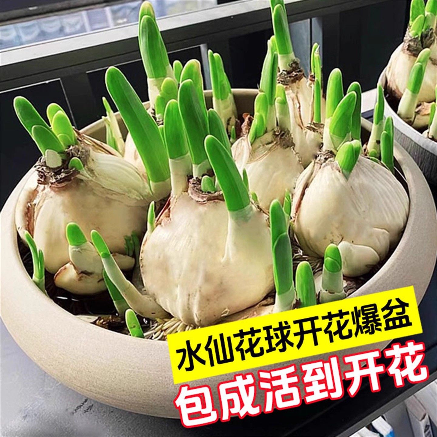 水仙花种球种子特大漳州重瓣水仙花水培盆栽春节开花室内植物花卉,淘宝优惠券,粉丝福利购,淘宝优惠卷