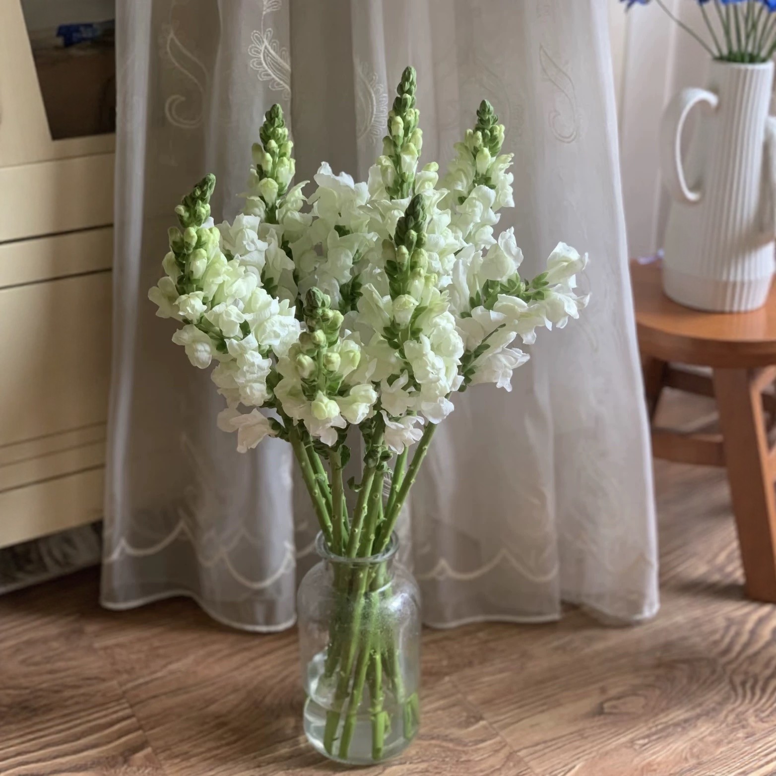 金鱼草鲜花云南直发基地鲜切花束办公观赏客厅水养插花瓶小众花材,淘宝优惠券,粉丝福利购,淘宝优惠卷