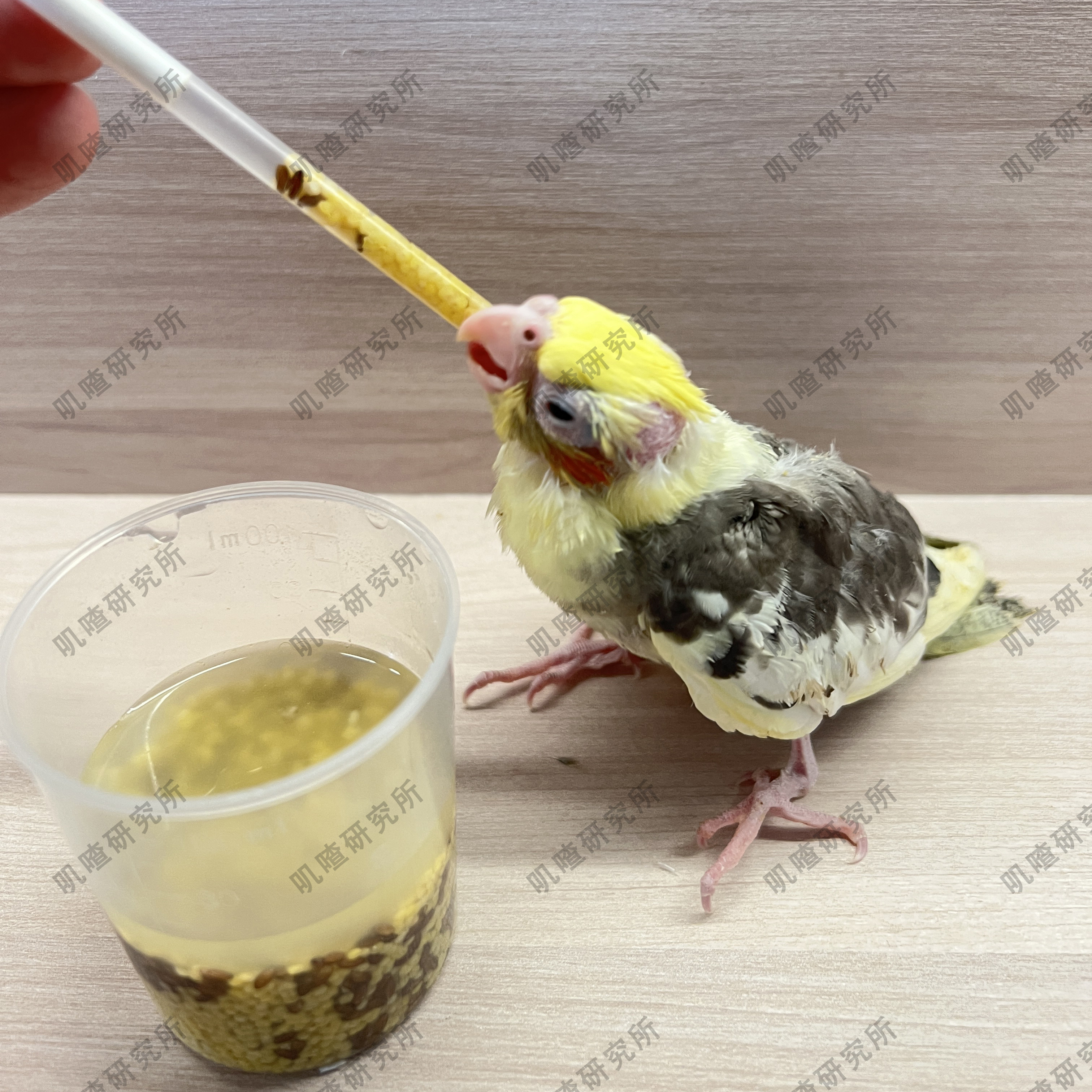 鹦鹉喂食器手养玄凤牡丹幼鸟人工雏鸟针筒喂食蛋米工具宠物用品,淘宝优惠券,粉丝福利购,淘宝优惠卷