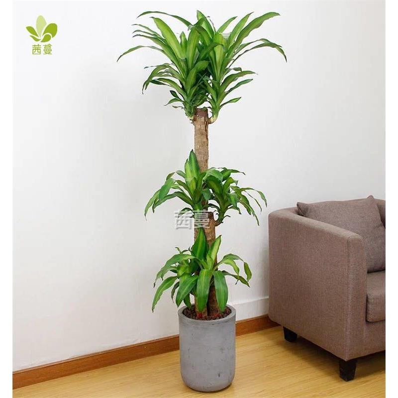 巴西木大型绿植盆栽花卉室内办公净化空气植物天津苗圃基地配送 - 图2