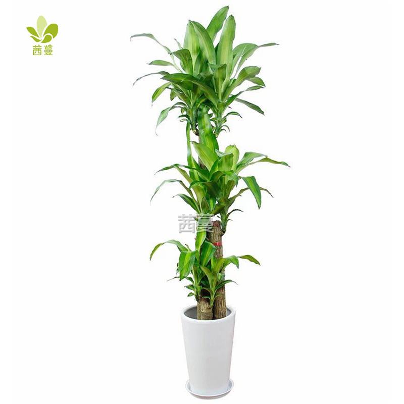 巴西木大型绿植盆栽花卉室内办公净化空气植物天津苗圃基地配送 - 图3