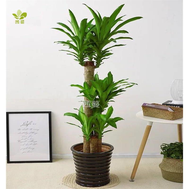 巴西木大型绿植盆栽花卉室内办公净化空气植物天津苗圃基地配送 - 图1