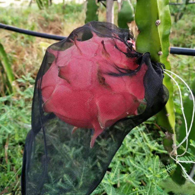 火龙果套袋防鸟防果蝇防虫网袋黑色火龙果专用套袋双绳套袋尼龙袋,淘宝优惠券,粉丝福利购,淘宝优惠卷