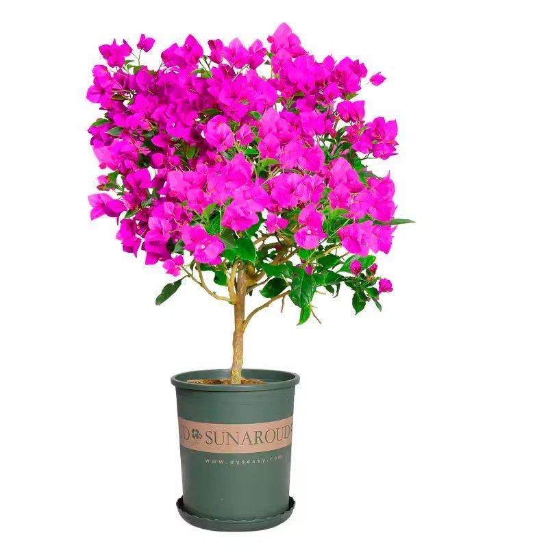 绿樱三角梅老桩盆栽带花爬藤植物重瓣四季花阳台耐热好养活绿樱,淘宝优惠券,粉丝福利购,淘宝优惠卷