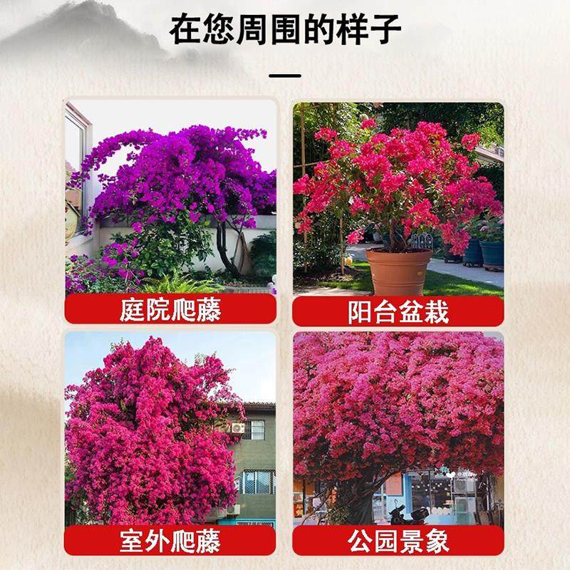 绿樱三角梅老桩盆栽带花爬藤植物重瓣四季花阳台耐热好养活绿樱,淘宝优惠券,粉丝福利购,淘宝优惠卷