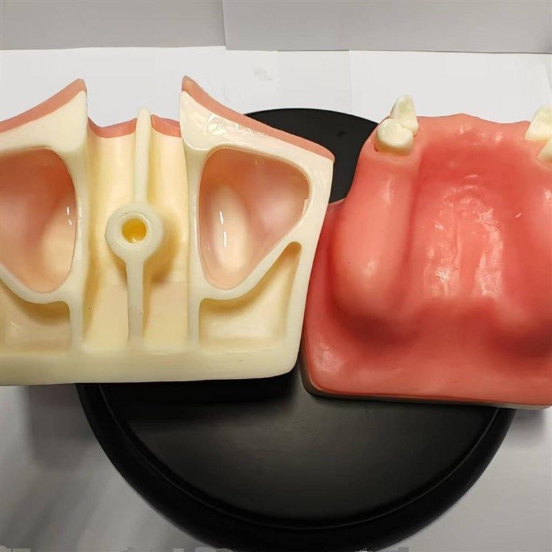 牙齿模型 口腔种植模型 上颌窦提升练习牙齿模型口腔教学,淘宝优惠券,粉丝福利购,淘宝优惠卷