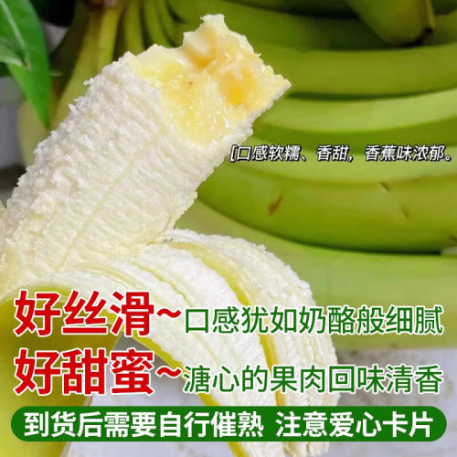 高山香蕉超甜大香蕉薄皮皇帝大香蕉新鲜宝宝自然熟绿色云南大香蕉 - 图1