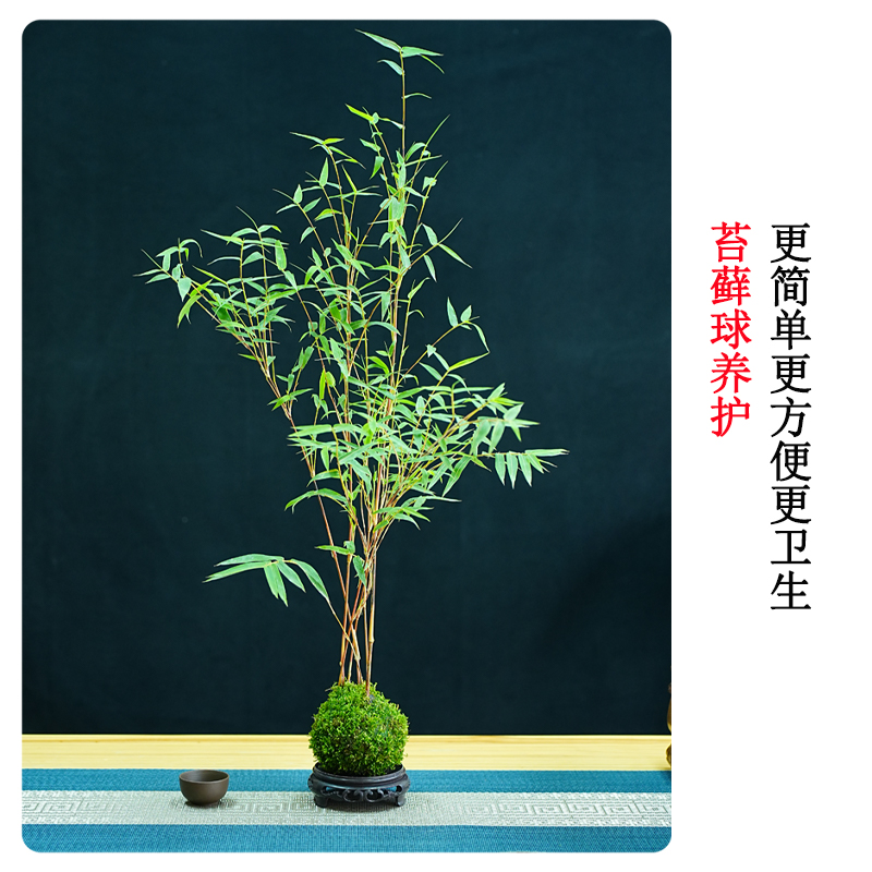 红观音竹云文米竹子苗内门造小盆栽景素材书房庭院阳台茶室内绿植 - 图0