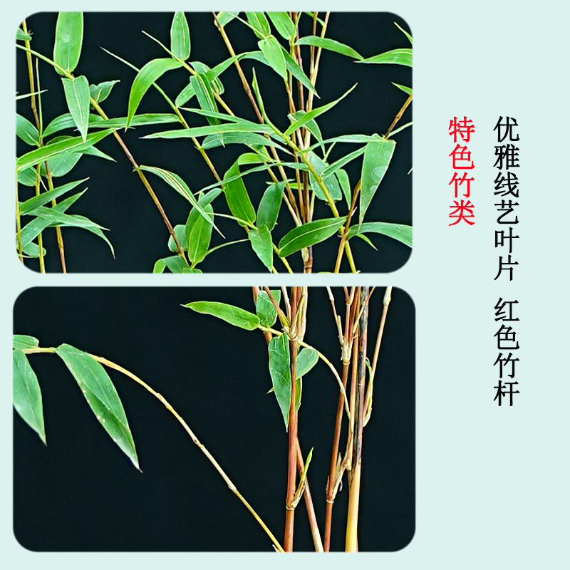 红观音竹云文米竹子苗内门造小盆栽景素材书房庭院阳台茶室内绿植 - 图1