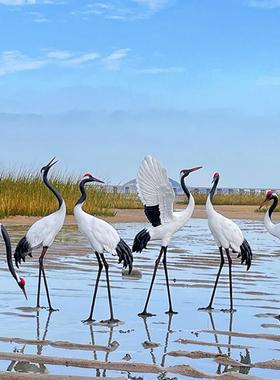 户外彷真仙鹤雕塑水池塘白鹭装饰花园林鸟玻璃纤维景观模型白鹤摆