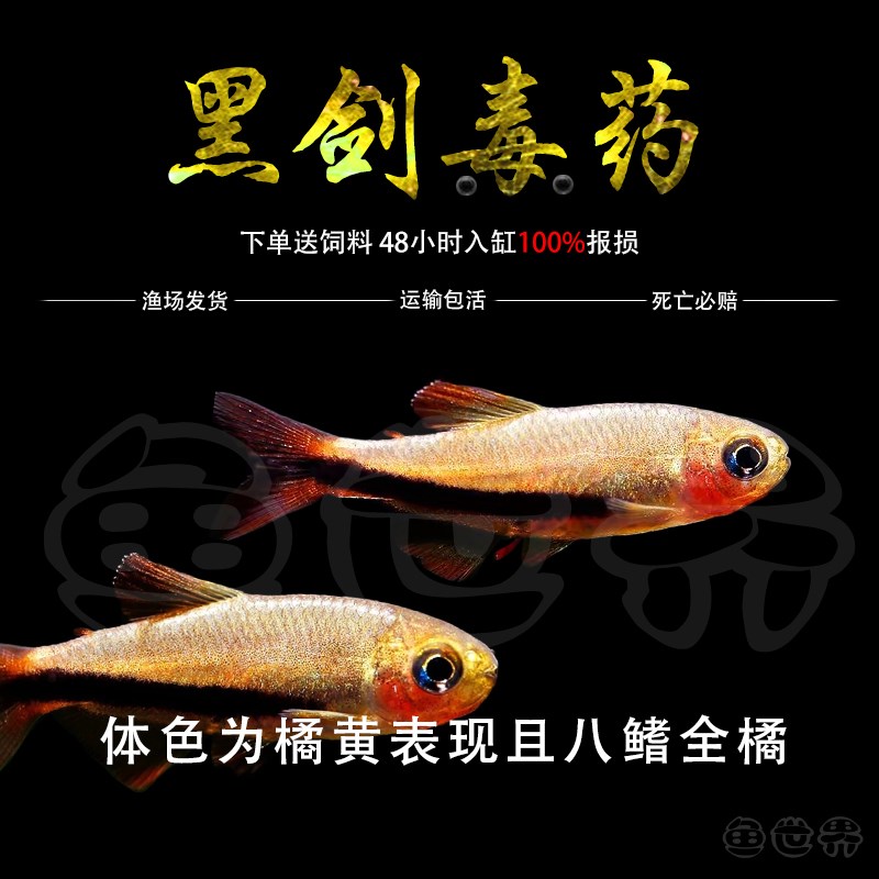 热销黑剑毒药超级灯鱼小型南美稀有高端鱼草缸群游灯科鱼电光毒药 - 图0