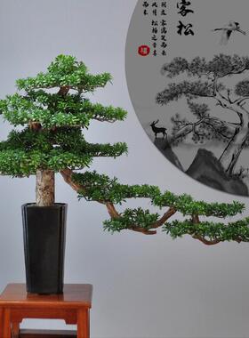 新中式家居景摆件创意木迎艺店客松美人盆松盆M00041景酒会客厅玄