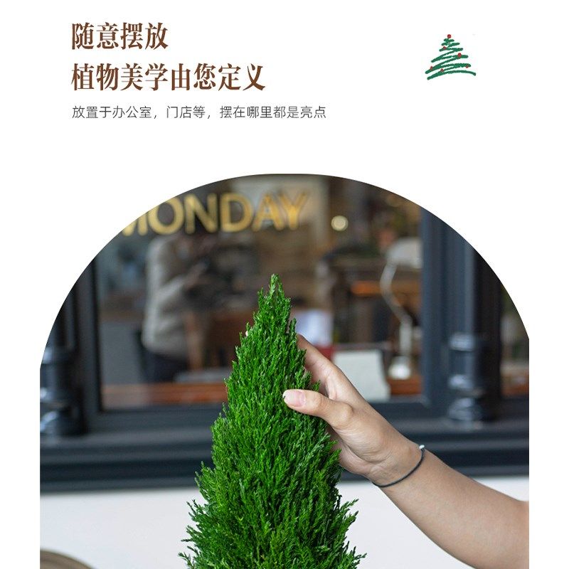 绿植小型圣诞树节礼物装饰摆件植物花卉盆栽好养客厅桌面摆设柏树,淘宝优惠券,粉丝福利购,淘宝优惠卷