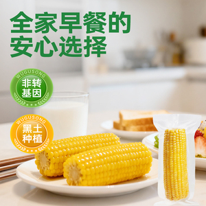 2025年新采东北黄糯玉米棒