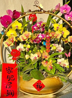 新中式铁双圈艺花盆花器蝴蝶兰盆金属北欧花架冬青盆器绿植仿真花
