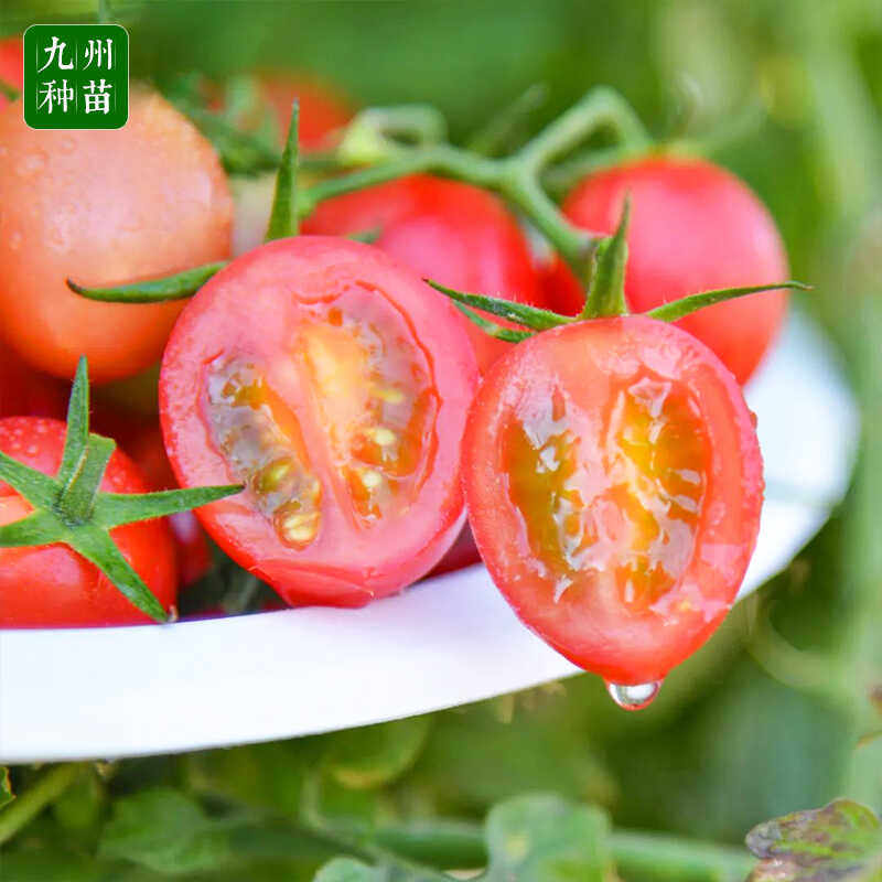 超甜红千禧圣女果苗秧苗粉樱桃小番茄苗水果小柿子苗四季阳台盆栽,淘宝优惠券,粉丝福利购,淘宝优惠卷