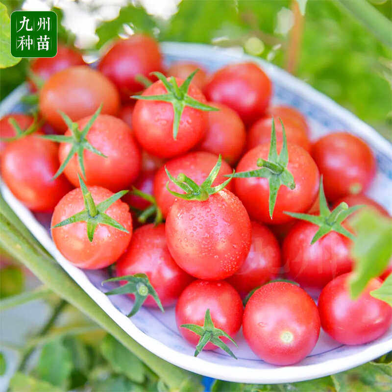 超甜红千禧圣女果苗秧苗粉樱桃小番茄苗水果小柿子苗四季阳台盆栽,淘宝优惠券,粉丝福利购,淘宝优惠卷