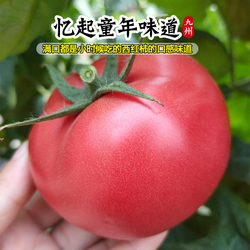 沙瓤口感大粉番茄苗秧老品种水果西红柿秧子四季播种阳台盆栽菜苗,淘宝优惠券,粉丝福利购,淘宝优惠卷