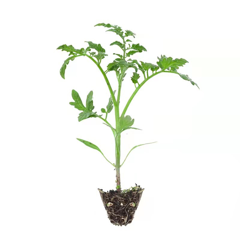 沙瓤口感大粉番茄苗秧老品种水果西红柿秧子四季播种阳台盆栽菜苗,淘宝优惠券,粉丝福利购,淘宝优惠卷