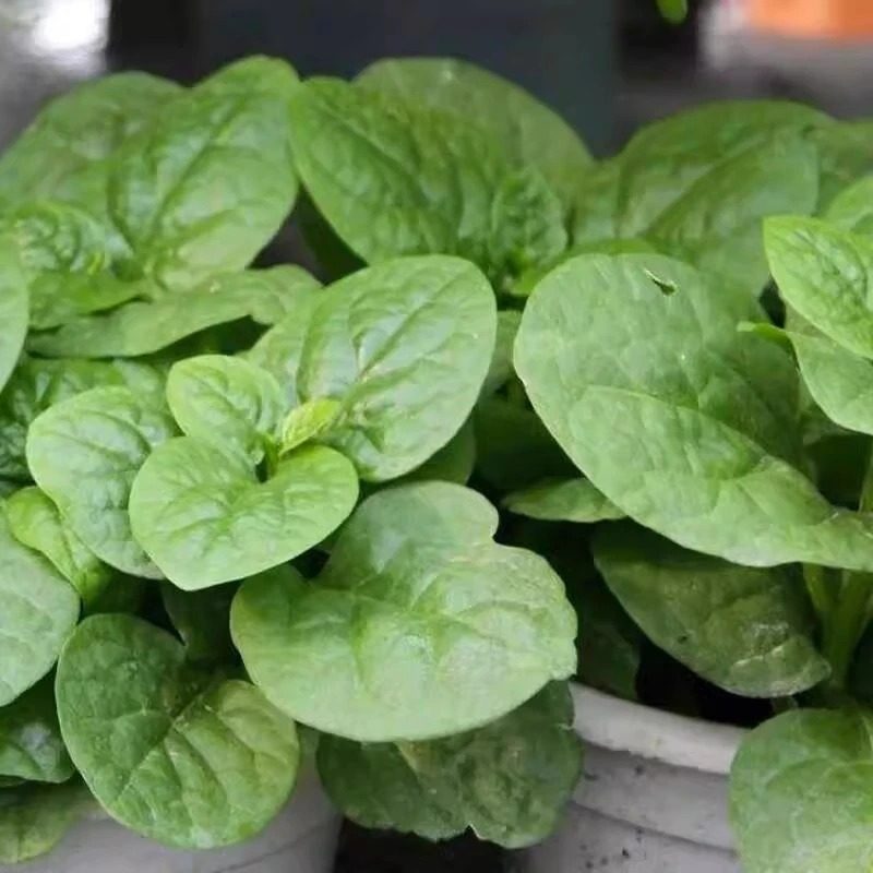 大叶木耳菜种子小青菜阳台盆栽菜种蔬菜种籽四季爬藤秧孑夏季菜苗,淘宝优惠券,粉丝福利购,淘宝优惠卷