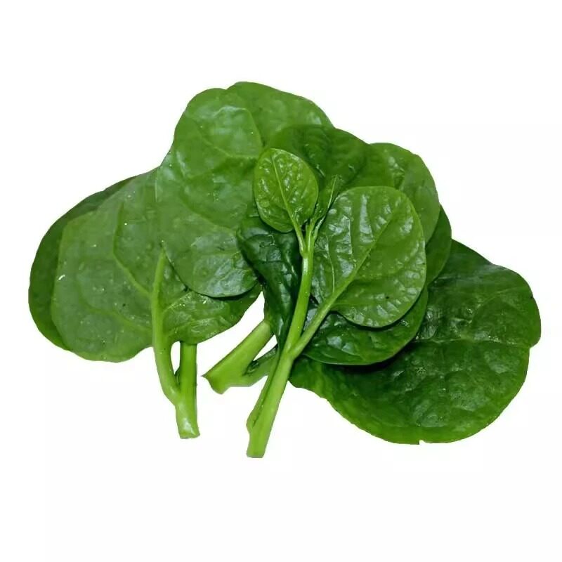 大叶木耳菜种子小青菜阳台盆栽菜种蔬菜种籽四季爬藤秧孑夏季菜苗,淘宝优惠券,粉丝福利购,淘宝优惠卷