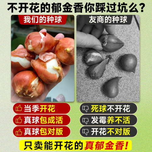 郁金香种球盆栽阳台带芽水培花卉绿植室内客厅植物好养活四季种子 - 图2