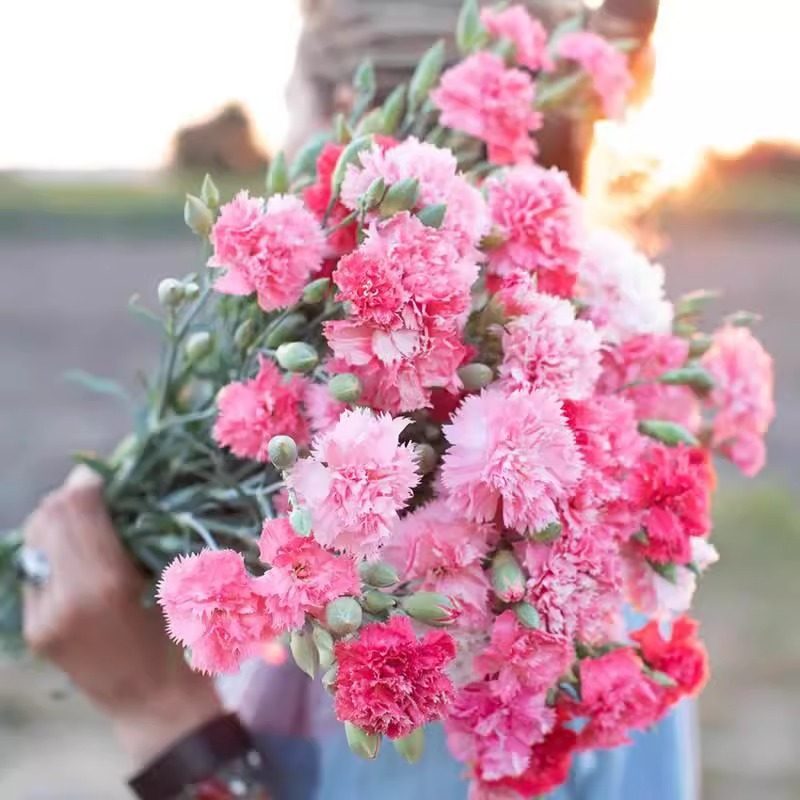 重瓣康乃馨种子四季播种开花盆栽阳台室内外七彩花籽花卉种籽子孑,淘宝优惠券,粉丝福利购,淘宝优惠卷