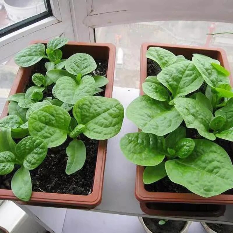 大叶木耳菜种子小青菜阳台盆栽菜种蔬菜种籽四季爬藤秧孑夏季菜苗,淘宝优惠券,粉丝福利购,淘宝优惠卷