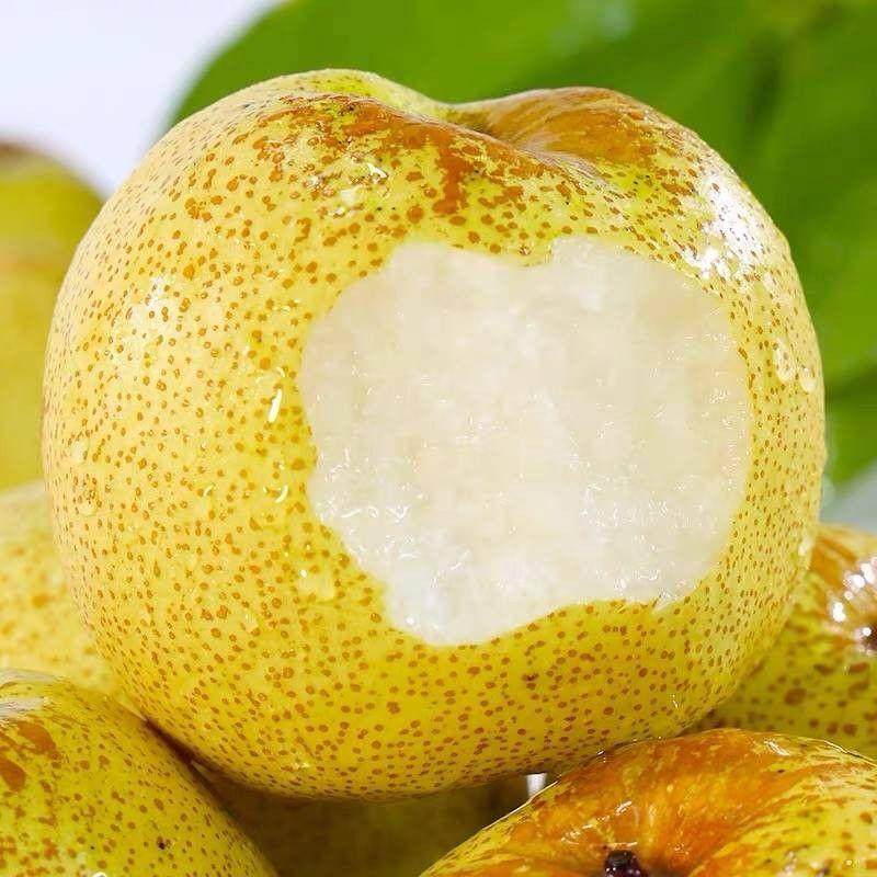 正宗安徽砀山酥梨新鲜水果现摘原产地发货应季特产烤梨整箱包邮10,淘宝优惠券,粉丝福利购,淘宝优惠卷