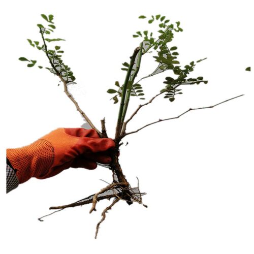 刺梨水果树果苗贵州金刺梨苗果树种植苗南北方盆栽地载庭院树苗 - 图3