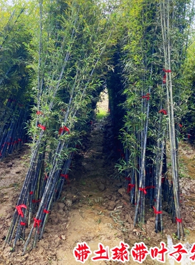 竹子苗庭院植物盆栽四季常青绿化