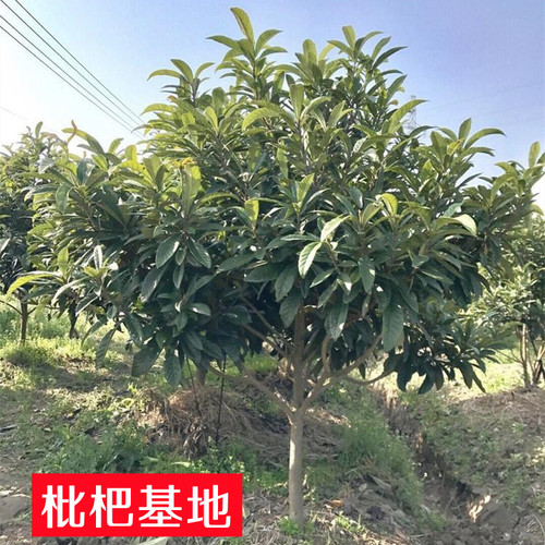无核特大枇杷苗树嫁接果苗南方北方庭院耐寒四季水果苗琵琶带土球 - 图2