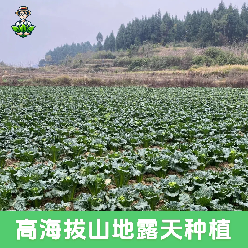 顺丰包邮 云南高山麻叶青白菜新鲜蔬菜天津绿绍菜高杆龙牙青口白