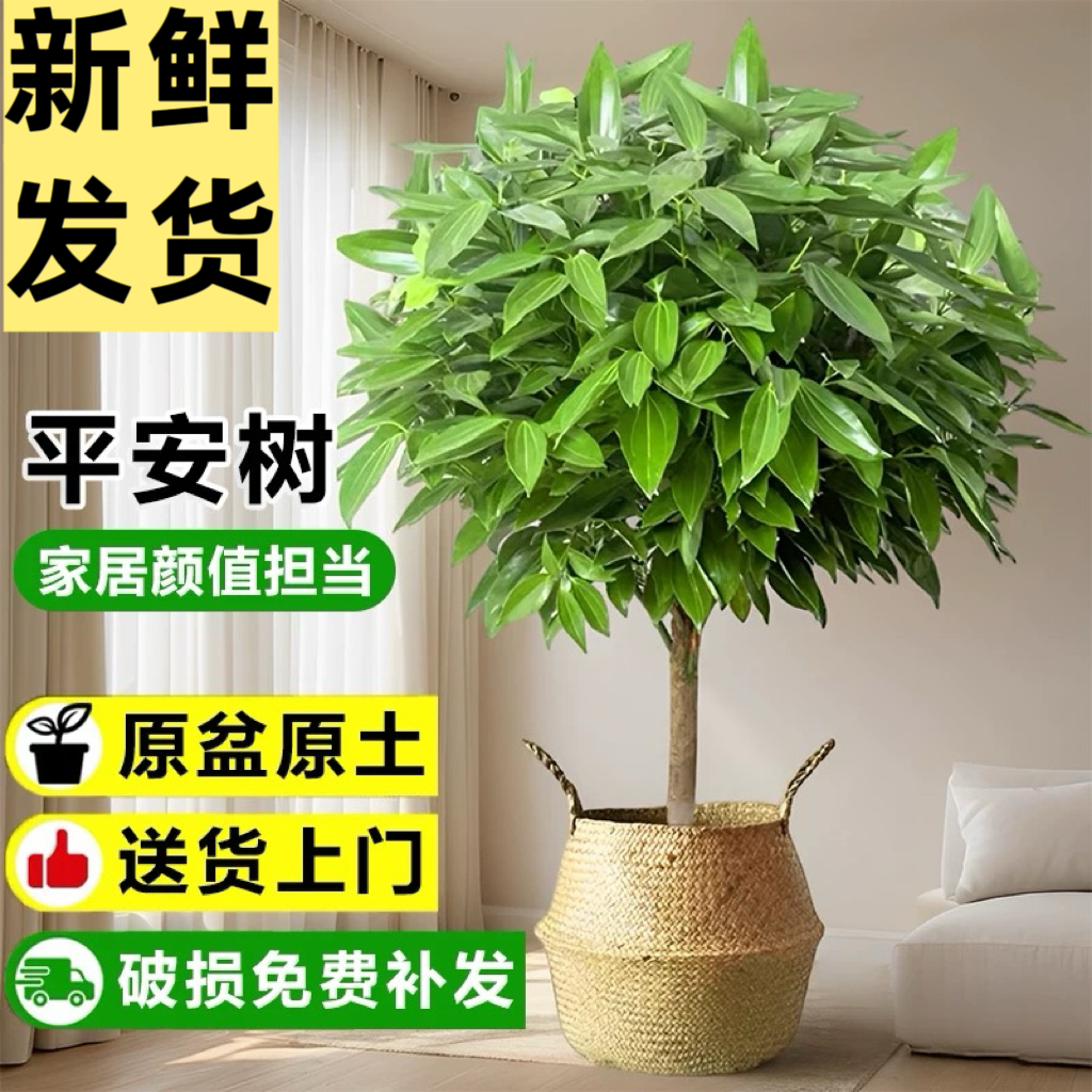 平安树客厅盆栽大型绿植室内金钱树植物阳台幸福树易活树苗发财树 - 图3