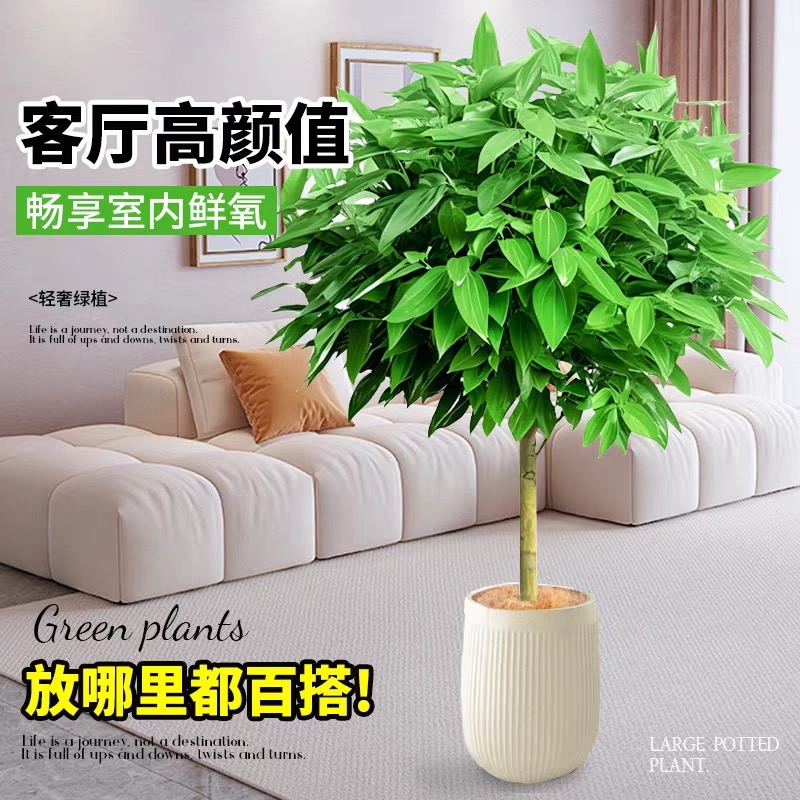 平安树客厅盆栽大型绿植室内金钱树植物阳台幸福树易活树苗发财树 - 图0