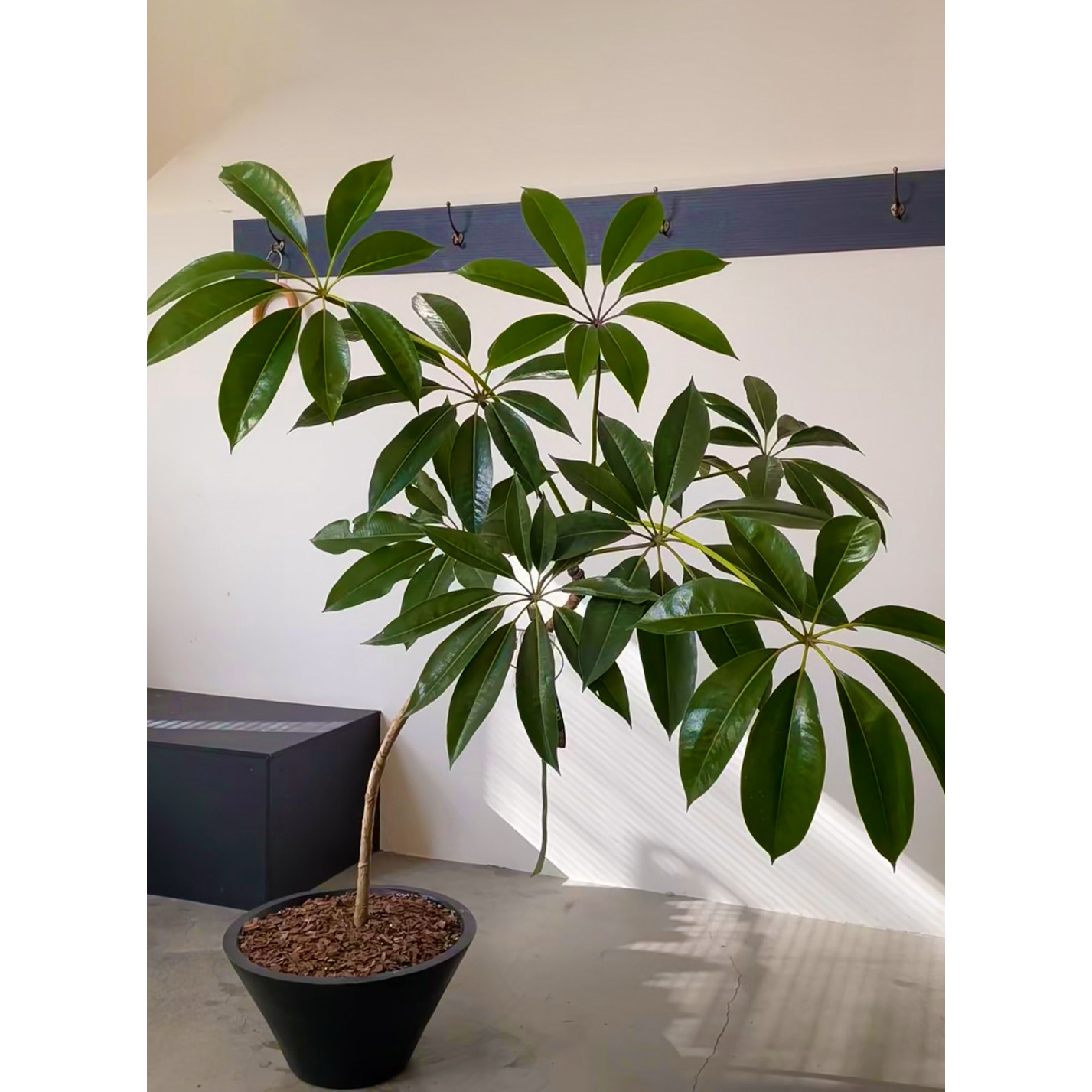 日本保罗大叶伞室内客厅盆栽网红细叶伞客厅耐阴净化空气阳台耐活,淘宝优惠券,粉丝福利购,淘宝优惠卷