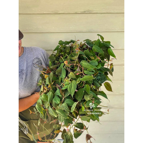 云母蔓绿绒Philodendron Micans室内绿植藤蔓植物垂吊爬藤水培 - 图1