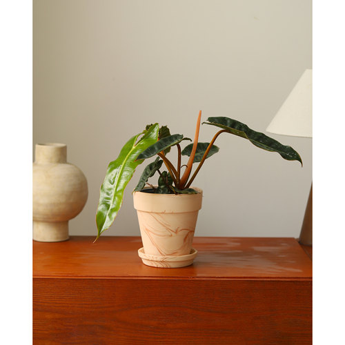 橙柄蔓绿绒 Philodendron billietiae Croat 小圣灵大叶热植清仓 - 图1