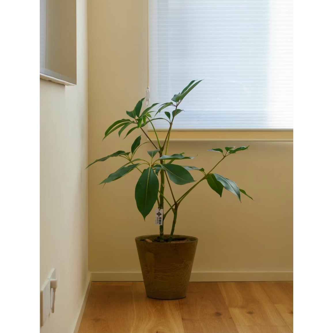 日本保罗大叶伞室内客厅盆栽网红细叶伞客厅耐阴净化空气阳台耐活,淘宝优惠券,粉丝福利购,淘宝优惠卷