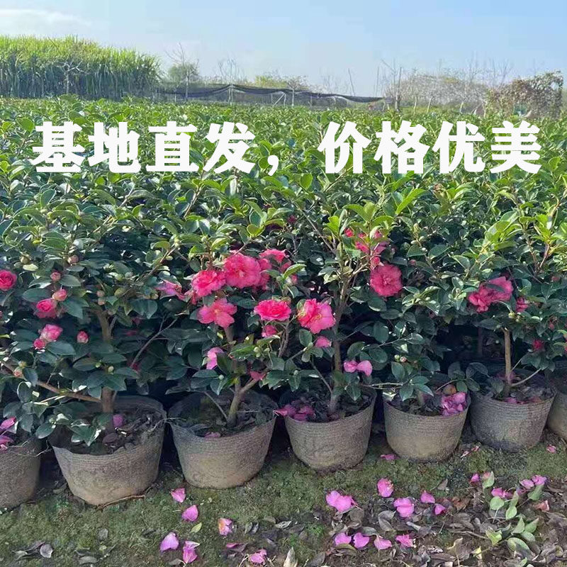 茶梅花苗茶梅球带花苞四季常青耐寒花卉易养活阳台室外盆栽,淘宝优惠券,粉丝福利购,淘宝优惠卷