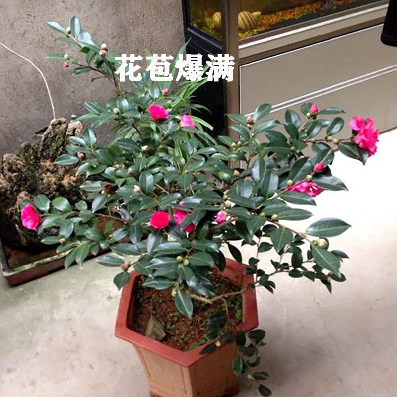 茶梅花苗茶梅球带花苞四季常青耐寒花卉易养活阳台室外盆栽,淘宝优惠券,粉丝福利购,淘宝优惠卷