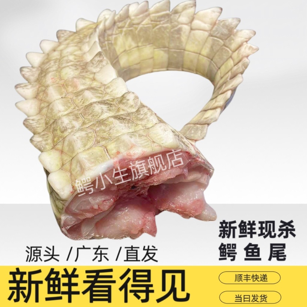 新鲜鳄鱼肉鲜尾巴肉2-10斤整根现杀尾巴肉 整条鳄鱼尾巴肉