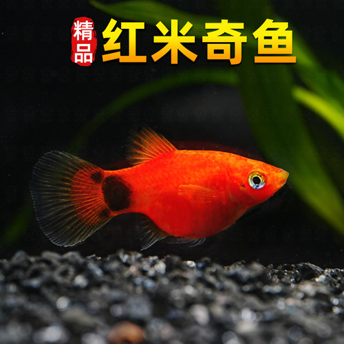 米奇胎生鱼直接生小鱼新手红色小鱼皮球鱼玛丽球孔雀好养生崽狂魔 - 图0