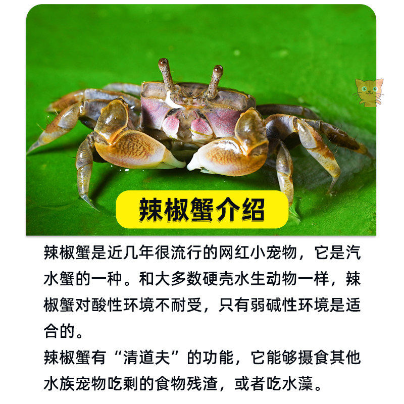 迷你辣椒蟹观赏蟹宠物螃蟹淡水鱼缸除藻吃粪便清洁工具深水小螃蟹,淘宝优惠券,粉丝福利购,淘宝优惠卷