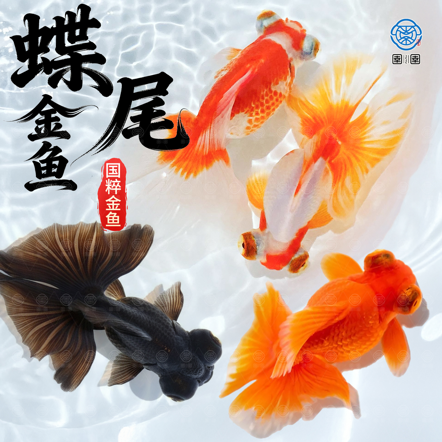 泰狮蝶尾金鱼活鱼冷水观赏鱼小型淡水新手好养耐活兰寿草金鱼苗 - 图2